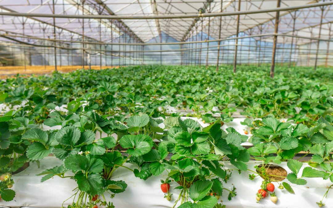 GREENSMARTMED Features in the Hydroponics Info Day in Western Macedonia